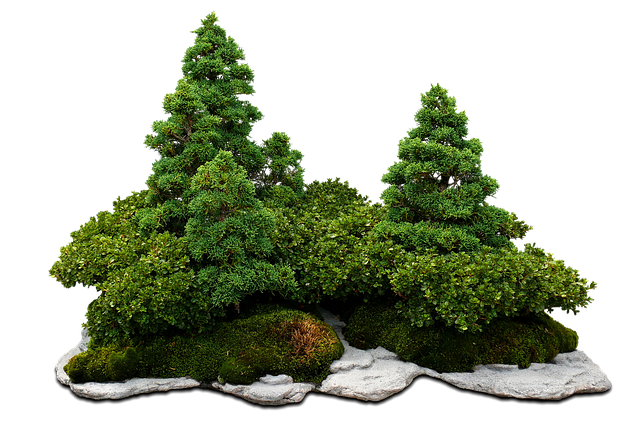 Bonsai bomen: van hun historische wortels tot moderne verzorging en snoei methoden