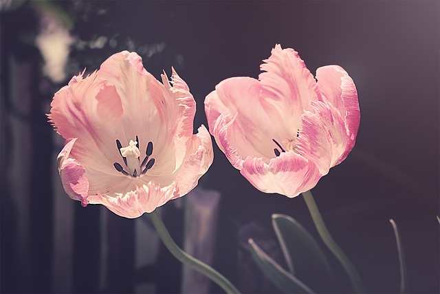 groener wonen: interieur ideeën met kamerplanten, bloemen voor je bruiloft, een decoratieve thuistuin en seizoensgebonden tips voor feestdecoratie