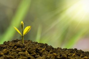 Ontdek de wonderlijke wereld van fotosynthese, bloemenvariaties, zaadontwikkeling en plantenbiodiversiteit